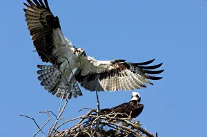 Sticks: Osprey
