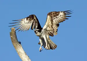 Sticks: Osprey