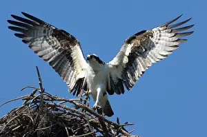 Haliaetus: Osprey