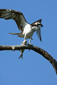 Haliaetus: Osprey