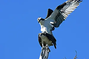 Haliaetus: Osprey