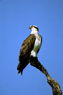 Haliaetus: Osprey