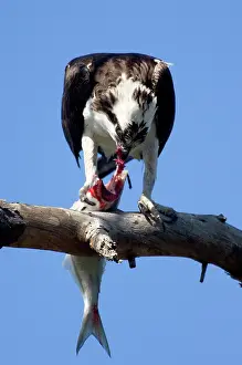 Haliaetus: Osprey