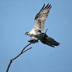 Haliaetus: Osprey