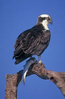 Haliaetus: Osprey