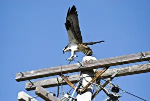 Haliaetus: Osprey
