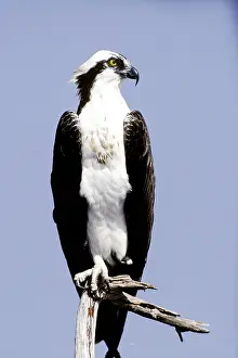 Haliaetus: Osprey