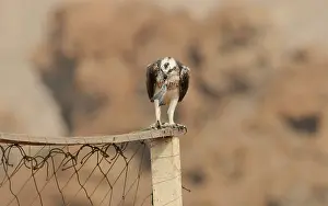 Haliaetus: Osprey