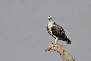 Haliaetus: Osprey