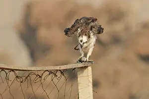 Haliaetus: Osprey