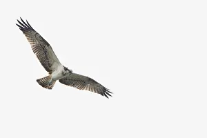 Haliaetus: Osprey