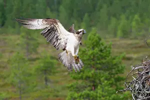 Haliaetus: Osprey