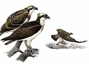 Haliaetus: Osprey