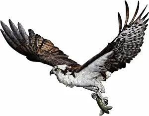 Haliaetus: Osprey