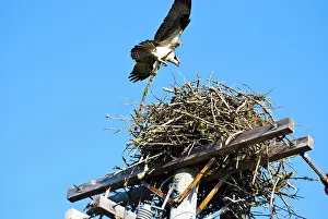 Haliaetus: Osprey Adding Stick to Nest