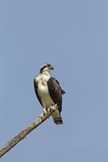 Ospreys: Osprey adult