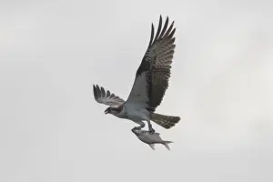 Haliaetus: Osprey - adult bird with a fish in its talons -