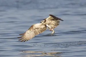 180319: Osprey - adult bird with a fish in its talons - Germany