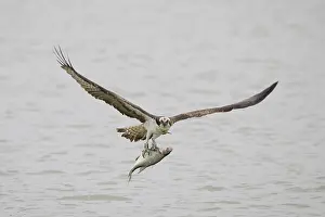 Haliaetus: Osprey - adult bird in flight with fish in its talons