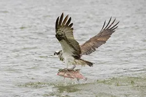 Haliaetus: Osprey - adult bird in flight with fish in its talons