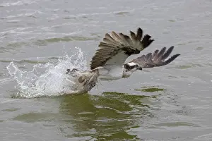 Haliaetus: Osprey - adult bird in flight with fish in its talons