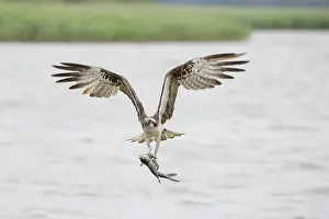 Haliaetus: Osprey - adult bird in flight with fish in its talons