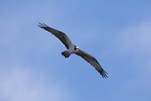 Haliaetus: Osprey - adult bird in flight - Germany