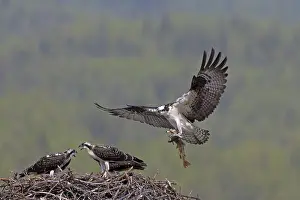 Ospreys: Osprey adult feeding young