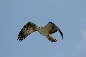 Ospreys: Osprey adult in flight