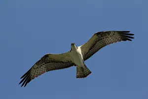 Ospreys: Osprey adult in flight