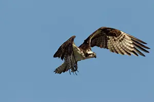 Ospreys: Osprey adult in flight