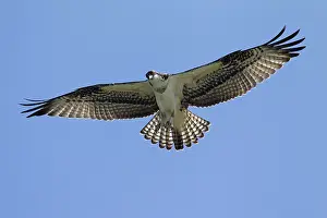 Ospreys: Osprey adult in flight