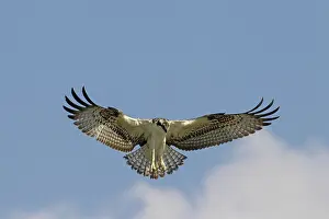 Ospreys: Osprey adult in flight