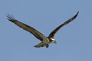 Ospreys: Osprey adult in flight