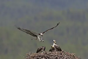Ospreys: Osprey adult and young at nest