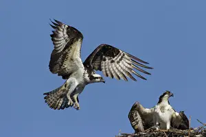 Ospreys: Osprey adult and young at nest