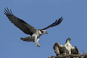 Ospreys: Osprey adult and young at nest