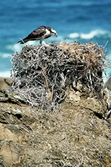 Atop: OSPREY - atop nest