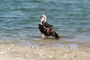 Gillean White: OSPREY - bathing