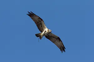 Ospreys: Osprey branch Osprey adult in flight carrying nesting m