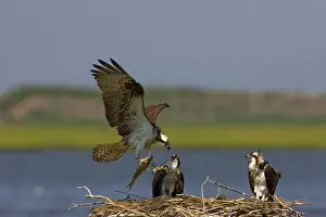 Bringing: Osprey bringing fish prey to nest