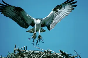 Haliaetus: Osprey Building Nest