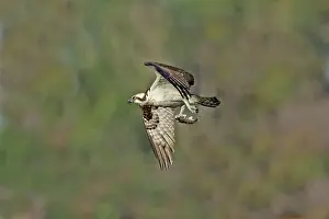 Pandionidae: Osprey carrying small fish
