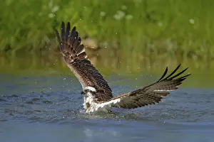 Swedish: Osprey catch fish. Flying osprey with fish. Action scene