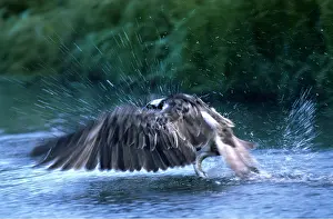 Chris Knights: OSPREY - catching fish