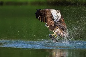 Roy Glen: Osprey catching a trout