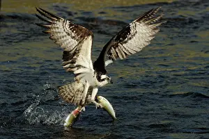 Salmonidae: Osprey Catching Trout