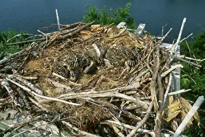 Pandion: Osprey Chicks in Nest