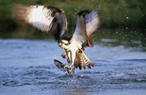 Taking: OSPREY - diving to catch fish