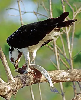 Haliaetus: Osprey eating fish